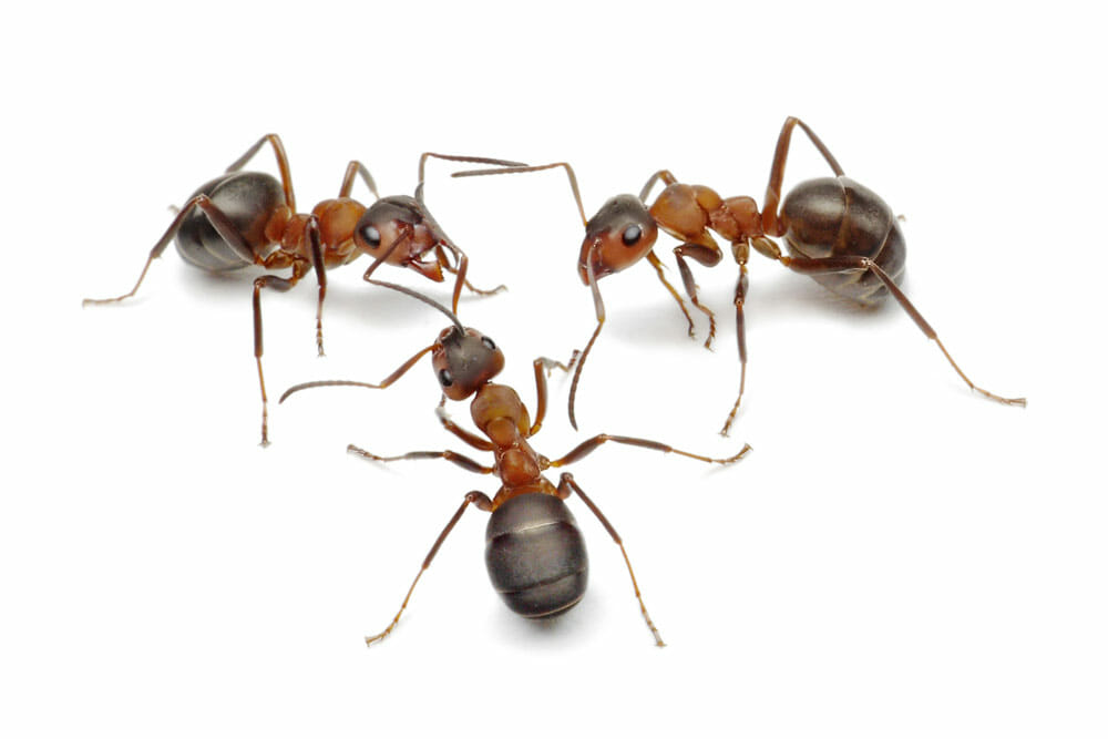Tulsa Ant Control