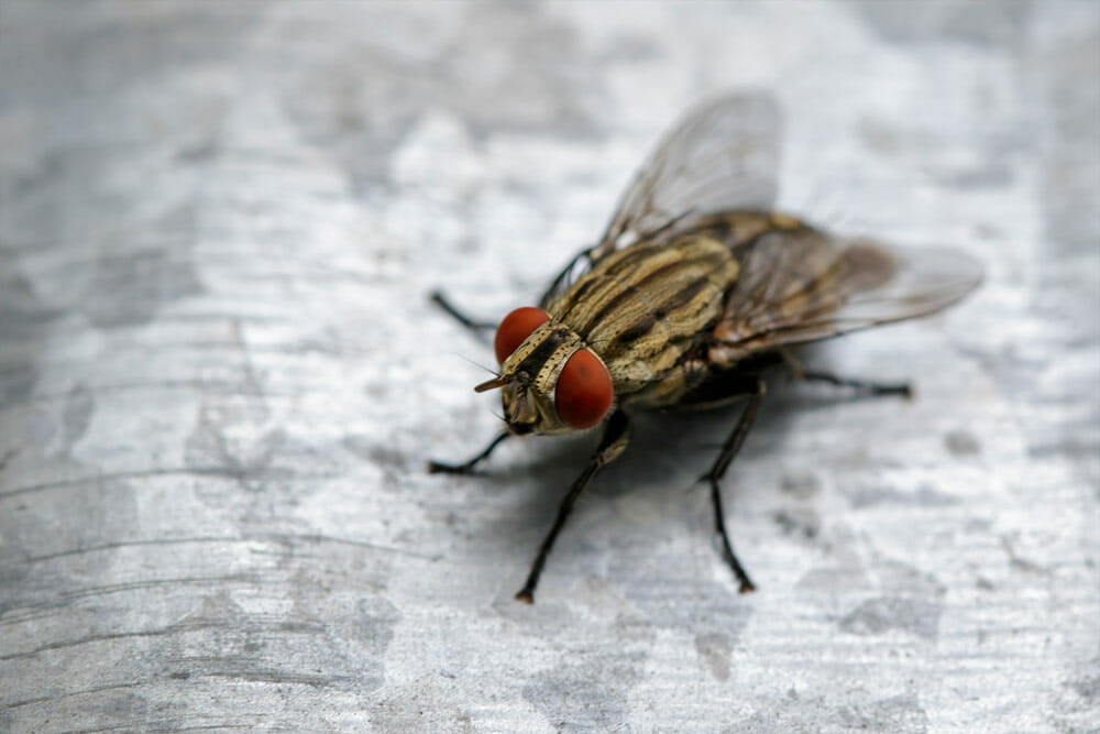 Drain Fly Pest Control