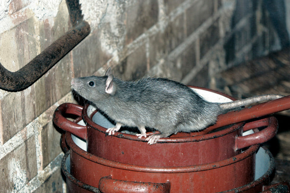 Rodent Control