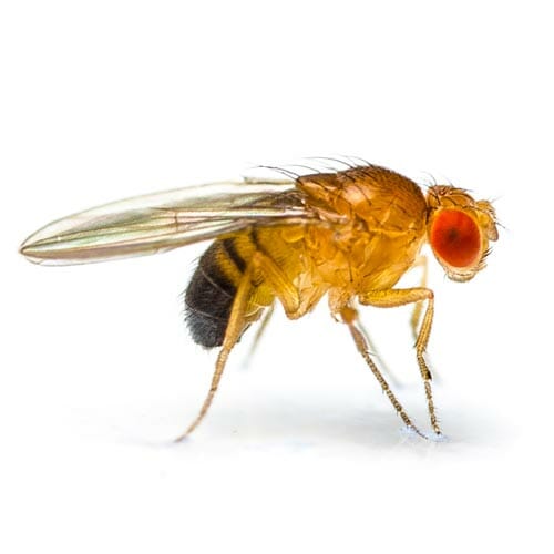 Fruit Fly Control