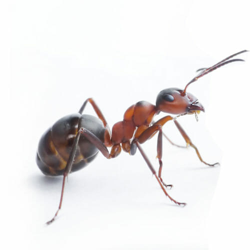 Tulsa Ant Control